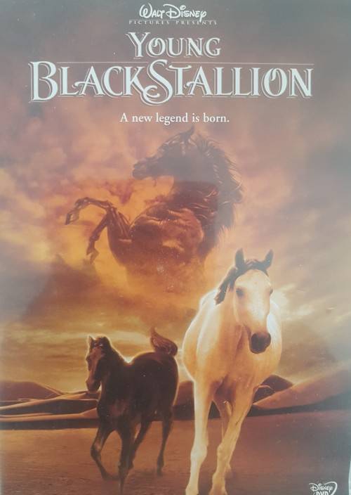 DVD: Black Stalion - A new legend is born