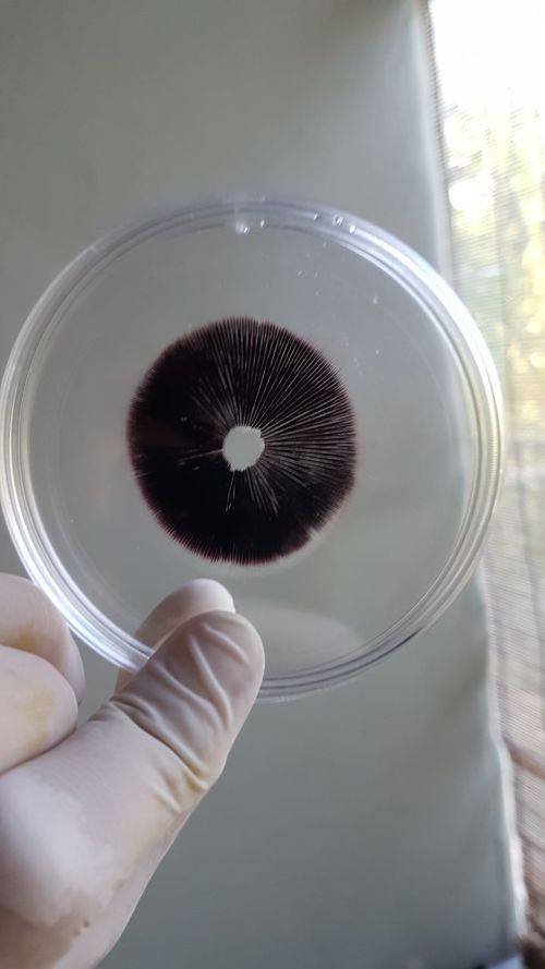 P. Cubensis Spore Prints