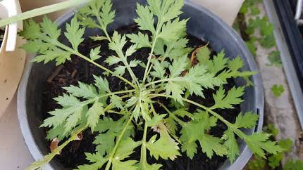 Mugwort Plants R100 each