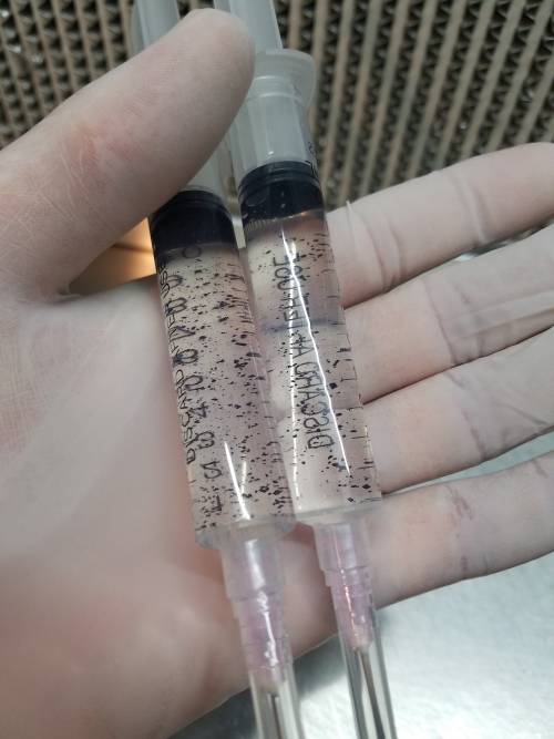 2x 10cc P.Cubensis Spore syringes Cambodian - R300