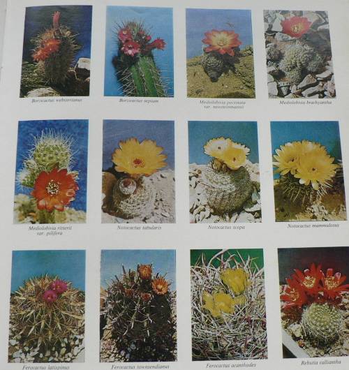 Cacti in Southern Africa by Rolf Rawe