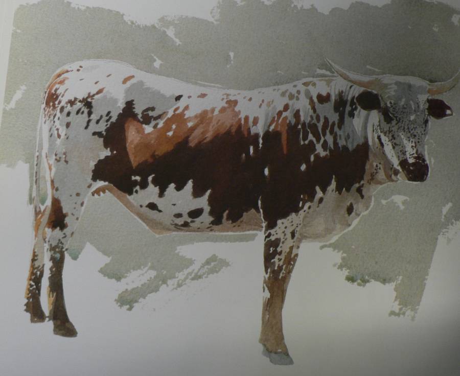 The Abundant Herds by Poland, Hammond-Tooke and Voight