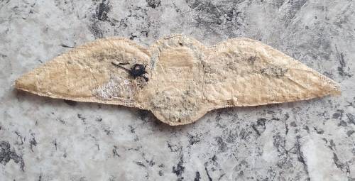 SADF Parachute Instr Wing