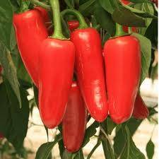 CAPSICUM JALAPENO CHILLI PEPPER(10 SEEDS)  VEGETABLES