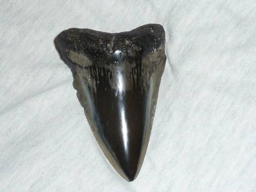 Fossil shark tooth Carcharodon Megalodon Great white