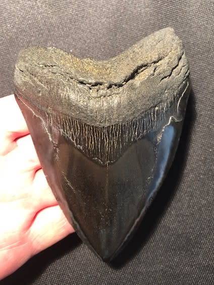 Fossil shark tooth Carcharodon Megalodon Great white shark.  133 mm = 13.3 cm