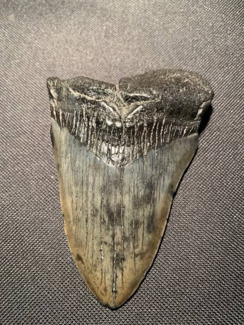 Fossil shark tooth Carcharodon Megalodon Great white shark.  11 cm