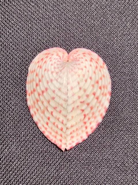 Heart Cockle Sea shell Marine Ocean Beach Collector Conch