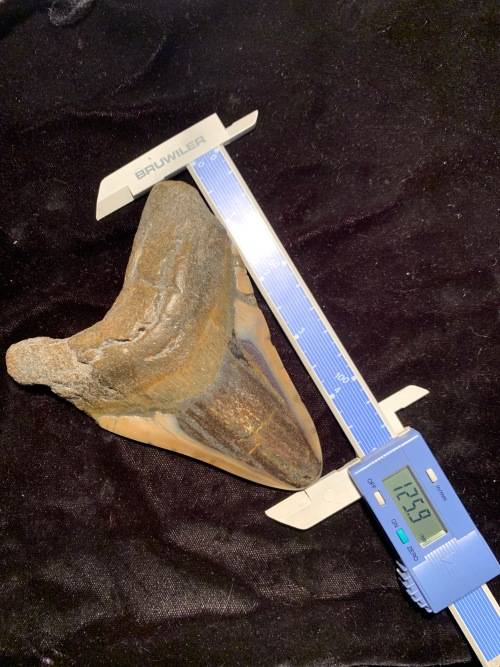 Fossil shark tooth Carcharodon Megalodon Great white shark. 125 mm