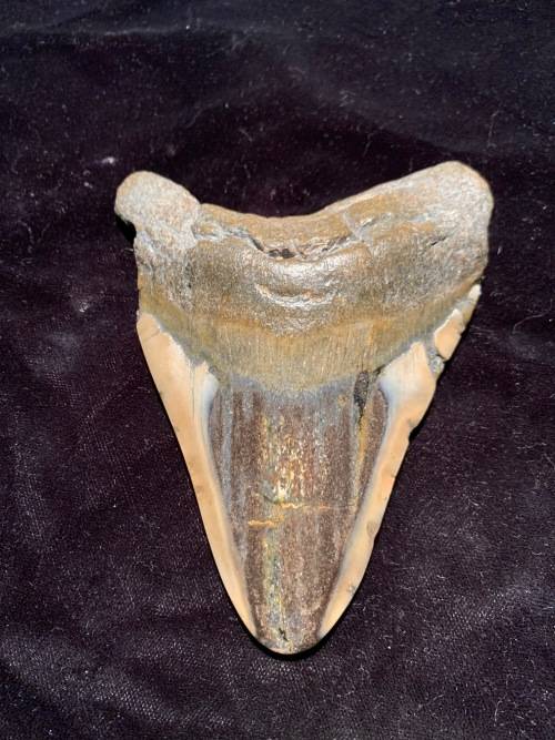 Fossil shark tooth Carcharodon Megalodon Great white shark. 125 mm