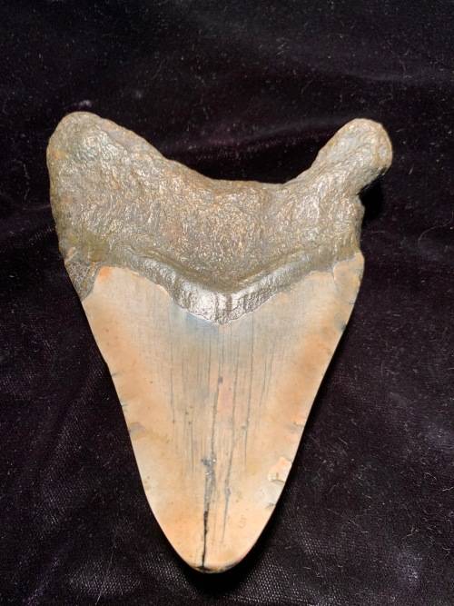 Fossil shark tooth Carcharodon Megalodon Great white shark. 125 mm