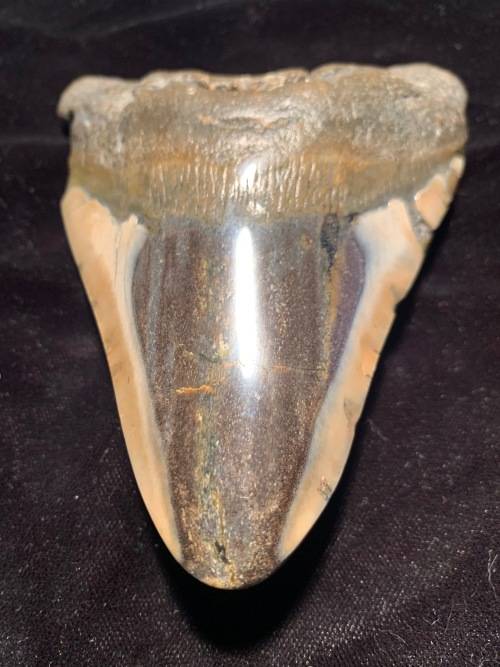 Fossil shark tooth Carcharodon Megalodon Great white shark. 125 mm