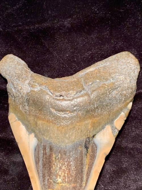 Fossil shark tooth Carcharodon Megalodon Great white shark. 125 mm