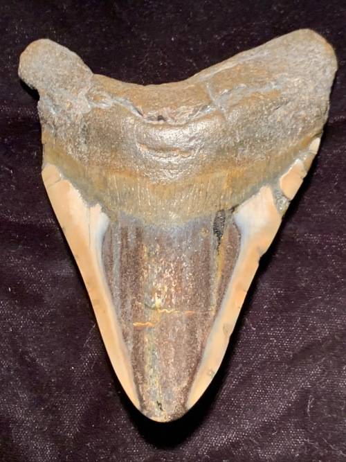 Fossil shark tooth Carcharodon Megalodon Great white shark. 125 mm