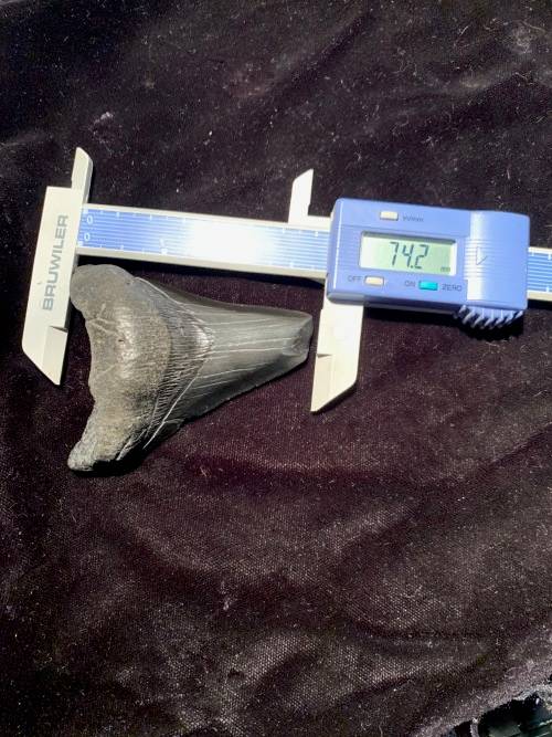 Fossil shark tooth Carcharodon Megalodon Great white shark. 74 mm