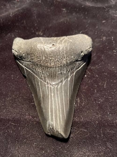 Fossil shark tooth Carcharodon Megalodon Great white shark. 74 mm