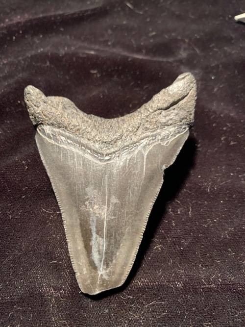 Fossil shark tooth Carcharodon Megalodon Great white shark. 74 mm