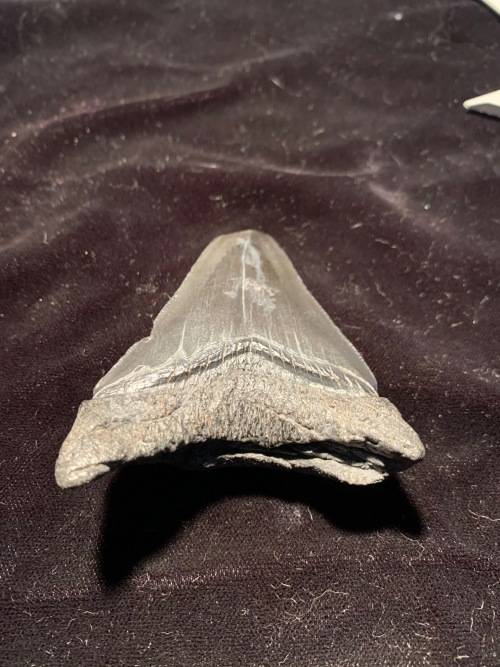 Fossil shark tooth Carcharodon Megalodon Great white shark. 74 mm