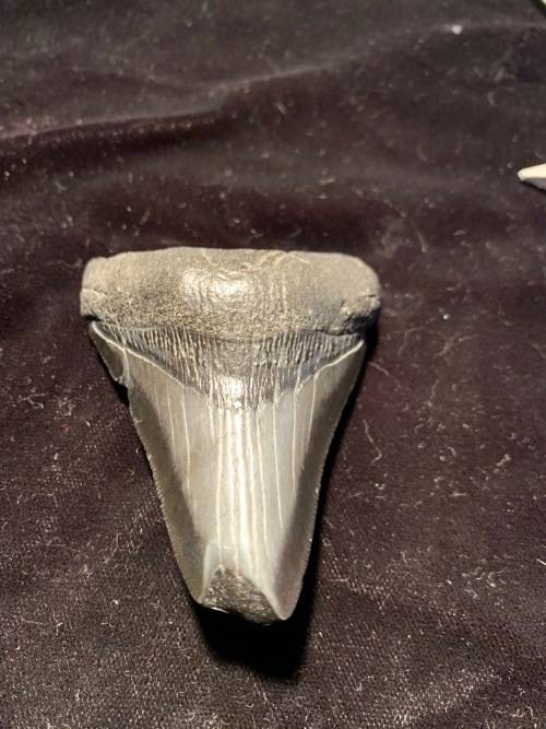 Fossil shark tooth Carcharodon Megalodon Great white shark. 74 mm