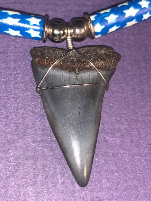 Mako FOSSIL SHARK TOOTH PENDANT NECKLACE 3 cm large
