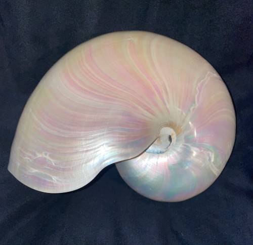 Nautilus Shell Pearlized white. Chambered Nautilus Seashell Pearl 20 cm