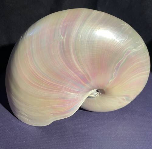 Nautilus Shell Pearlized white. Chambered Nautilus Seashell Pearl 20 cm