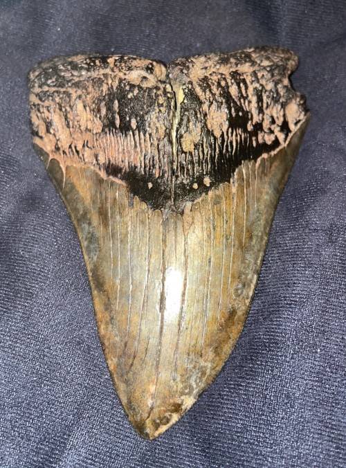 Fossil Shark Tooth Carcharodon Megalodon Great white Shark Ocean Monster Size 15 cm