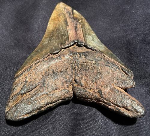 Fossil Shark Tooth Carcharodon Megalodon Great white Shark Ocean Monster Size 15 cm