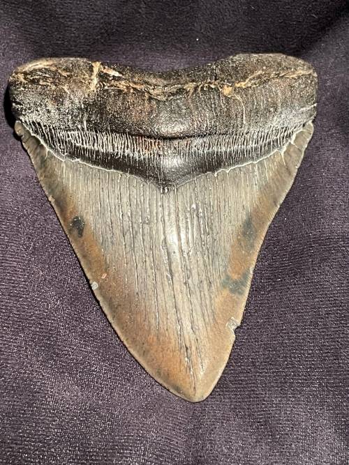 Fossil Shark Tooth Carcharodon Megalodon Great white Shark Ocean Monster Size 13 cm