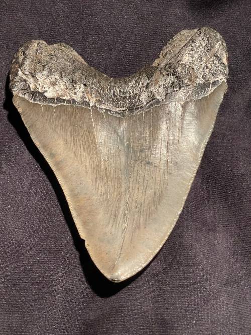 Fossil Shark Tooth Carcharodon Megalodon Great white Shark Ocean Monster Size 13 cm