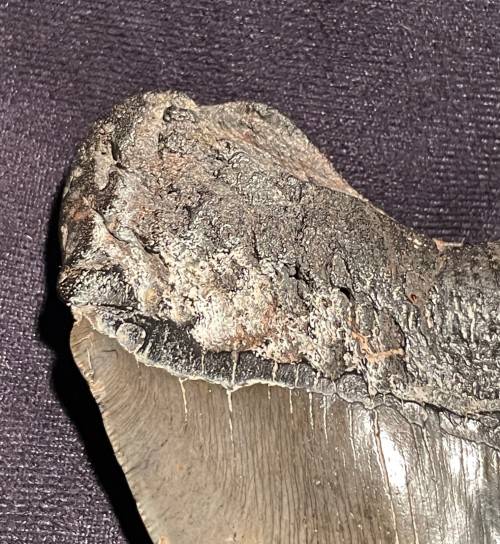 Fossil Shark Tooth Carcharodon Megalodon Great white Shark Ocean Monster Size 13 cm