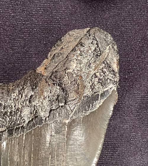 Fossil Shark Tooth Carcharodon Megalodon Great white Shark Ocean Monster Size 13 cm