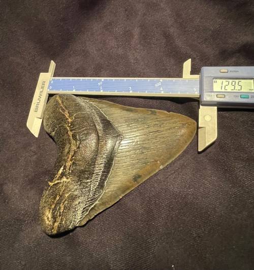Fossil Shark Tooth Carcharodon Megalodon Great white Shark Ocean Monster Size 13 cm