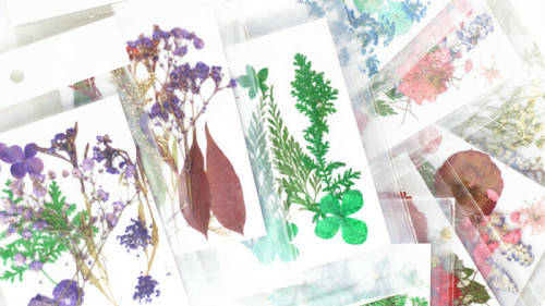 Dry Flower In packet NO 11