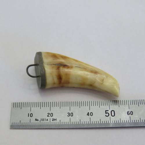 Vintage Lion`s tooth pendant