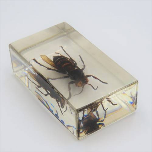 Wasp casted in resin for paperweight