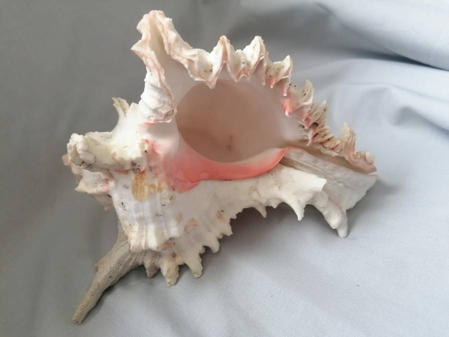 NATURAL SEA SHELL