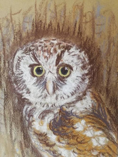 A quaint chalk pastel drawing of an owl | Caryl Howartt