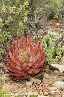 Aloe microstigma - 100 seeds
