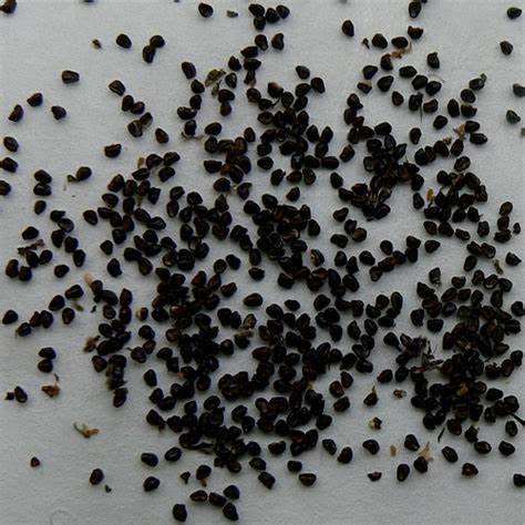Astrophytum asterias (Sea Urchin Cactus) 50 seeds