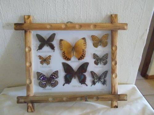 nice framed butterflys behind glass