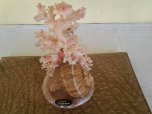 collectable sea coarl coming out of a sea shell