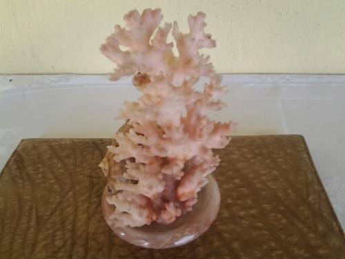 collectable sea coarl coming out of a sea shell