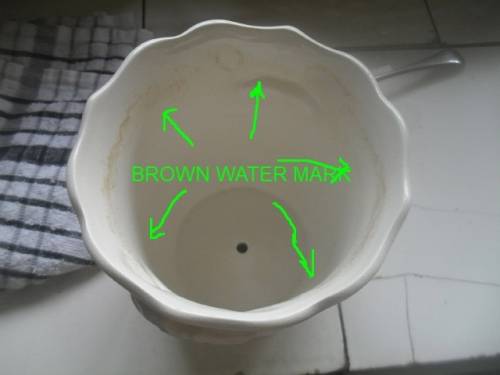 (fyr) a GORGEOUS ROYAL WINTON POTTERY IRONSTONE STAFFORSHIRE ENGLAND POT PLANTER - 11.5cm tall 12cm