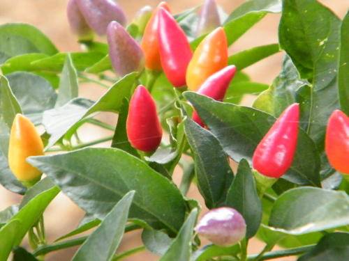 NuMex Twilight Chilli Seeds