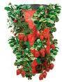 Upside Down Strawberry Planter