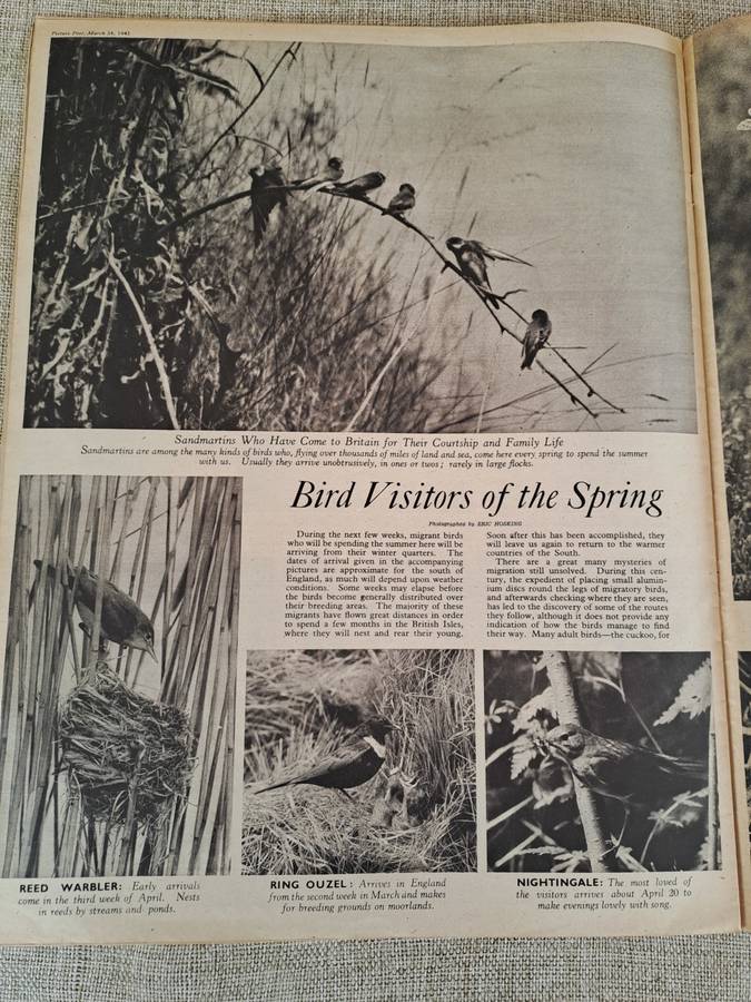 Picture Post Magazine Volume 26, Number 12, March 24, 1945