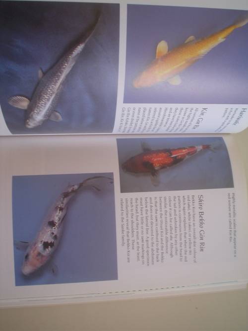 The art of Koi Keeping - Cole