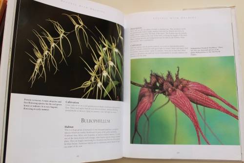 Success with Orchids  - Wilma Rittershausen