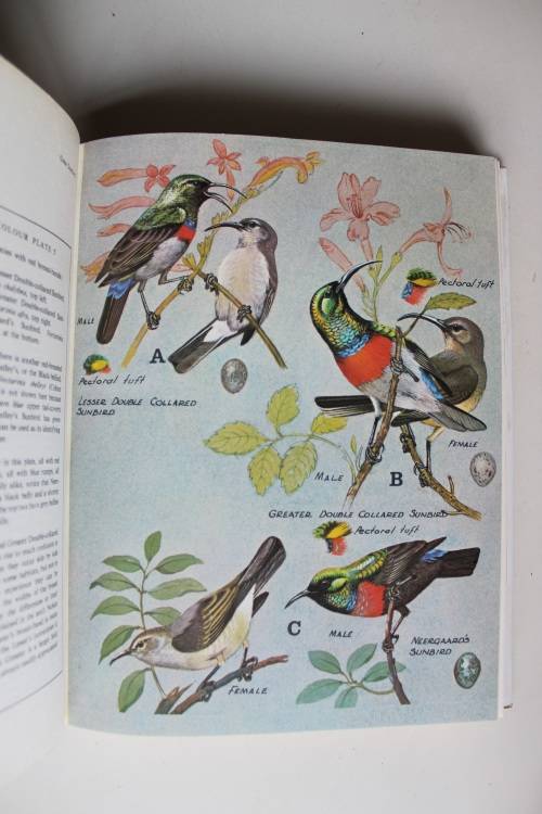 Sunbirds of Southern Africa,also Sugarbirds,White-eyes and the Spotted Creeper by C J Skead